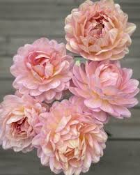 Dahlia Hapet Old Charm