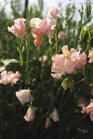 Sweet Pea Emma