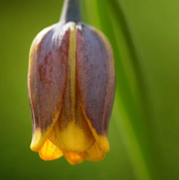 Fritillaria Uva Vulpis.jpg