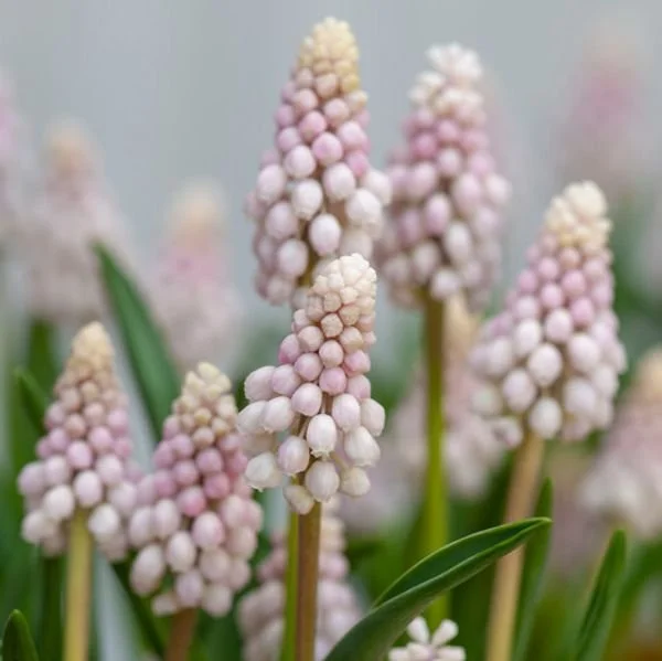 243218-MR-Muscari-Pink-Sunrise-Pink_300x_crop_w100_h74_t4_l0@2x.jpg