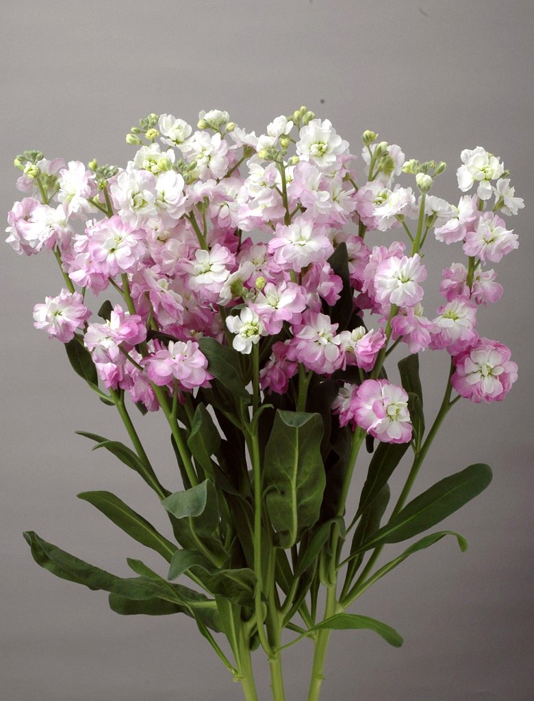 Stock Quartet Pink Blush