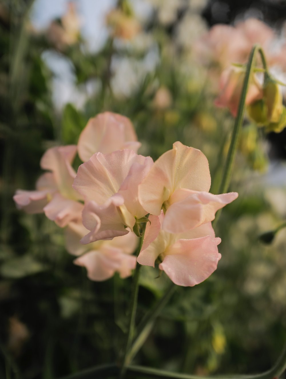 Sweet Pea Castlewellen
