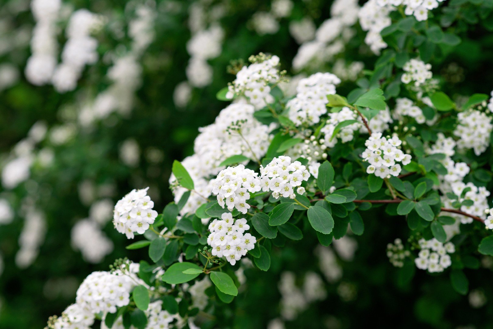 Spirea Snowmound