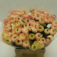 Ranunculus Cloni Success Tuareg