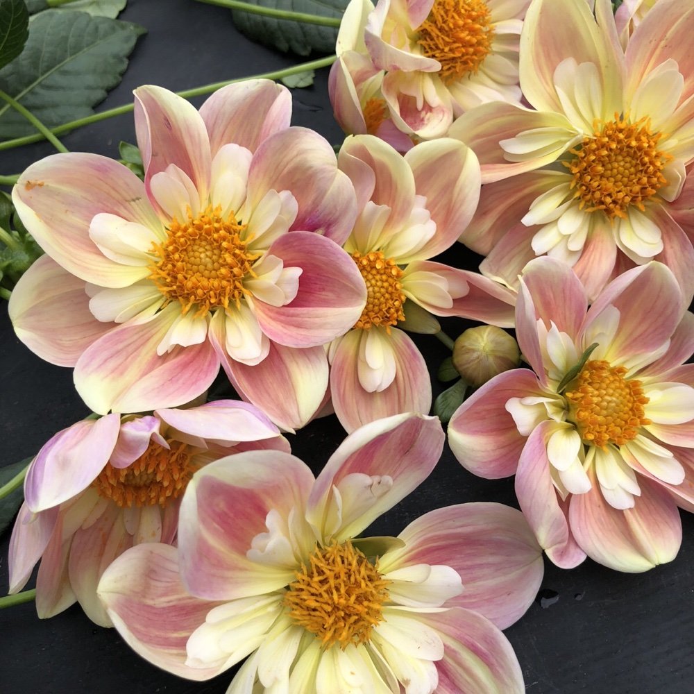Dahlia April Heather