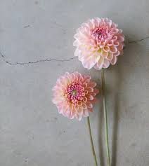 Dahlia Barbarry Dominion