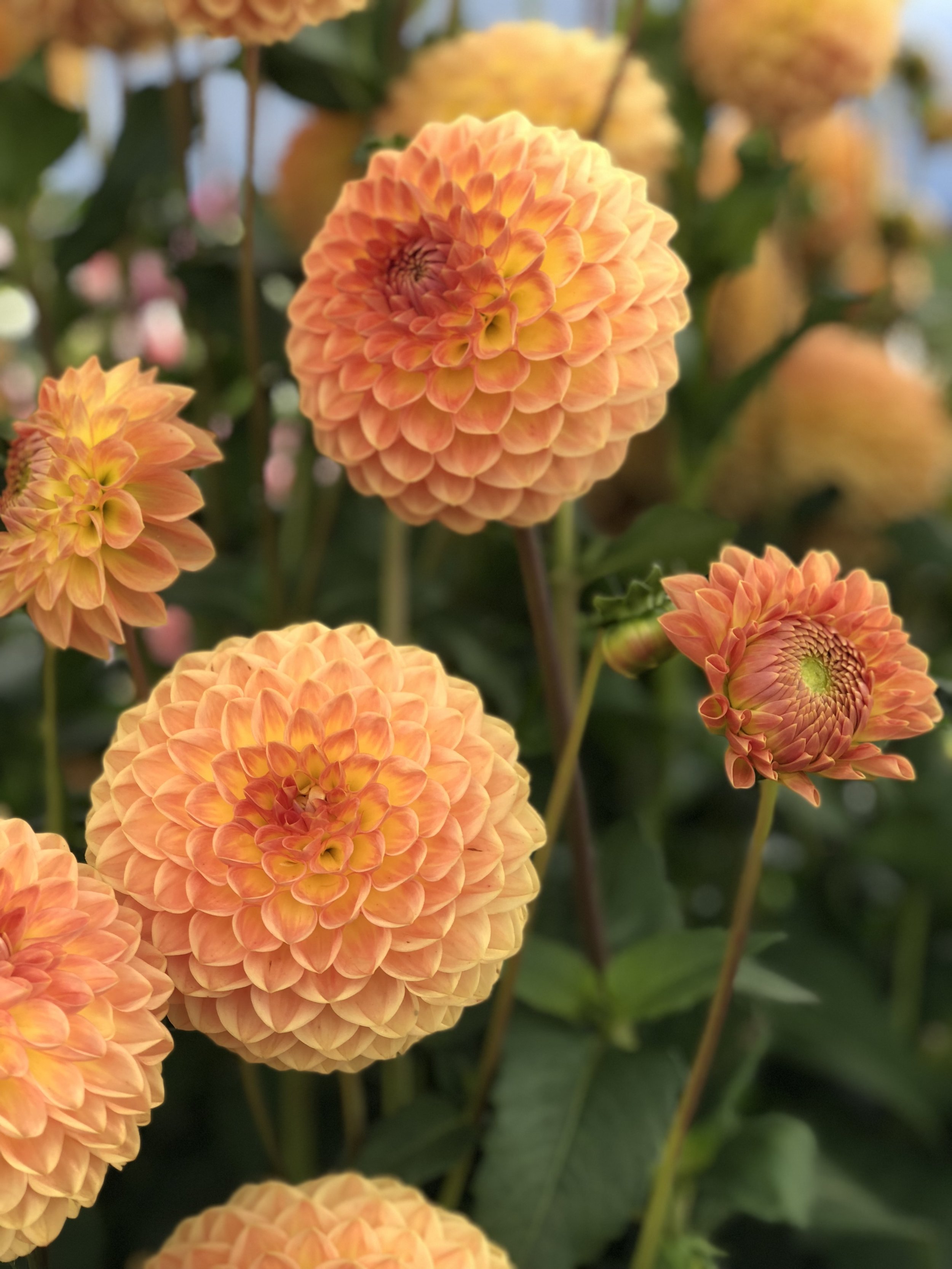 Dahlia Blyton Softer Gleam