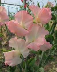 Sweet Pea Gilly Norah