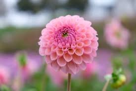 Dahlia Hamari Rose