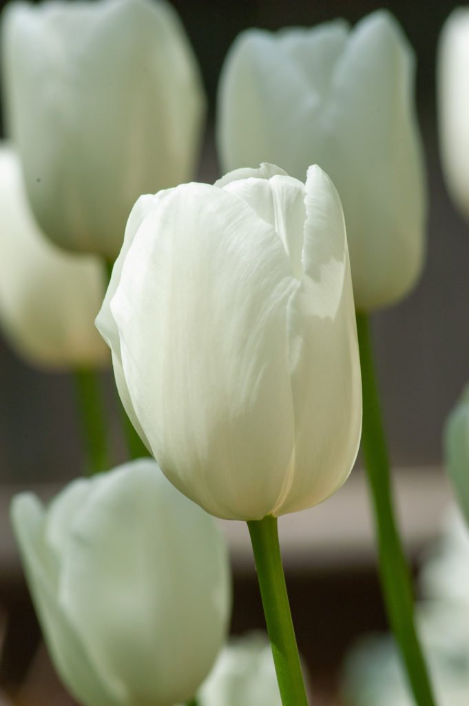 Tulip French Maureen