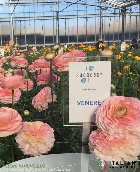 Ranunculus Cloni Success Venere