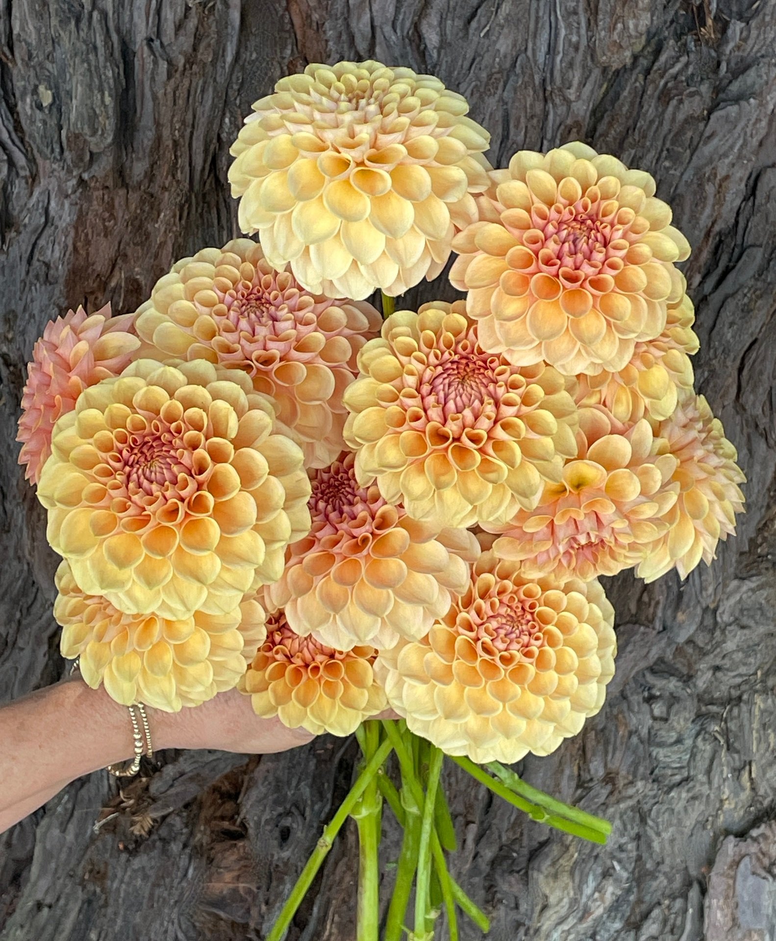 Dahlia KA's Daybreak