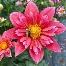 Dahlia Bloomquist Simple