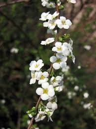Spirea Thunbergii