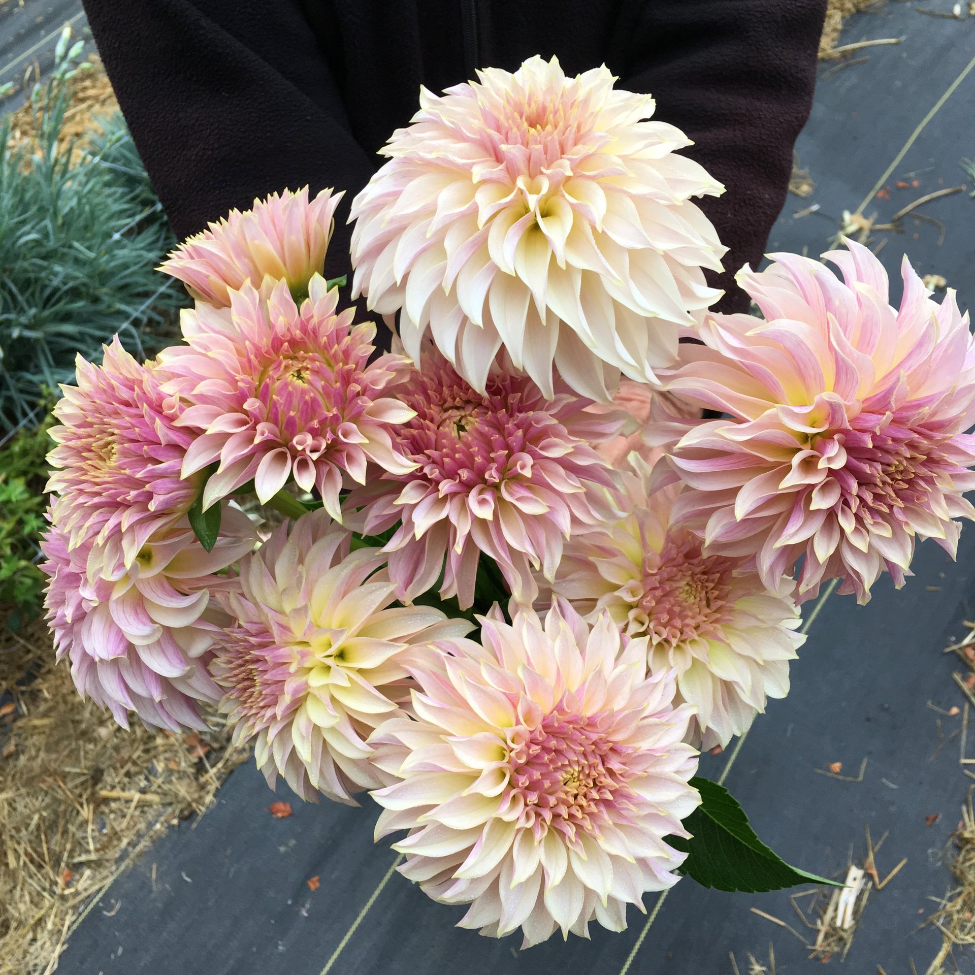 Dahlia KA's Champange