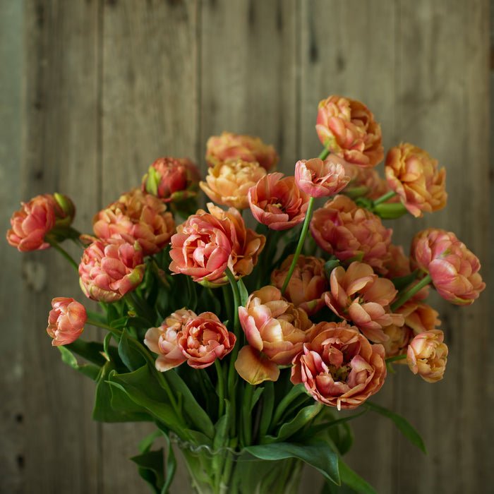 Tulip Double Copper Image