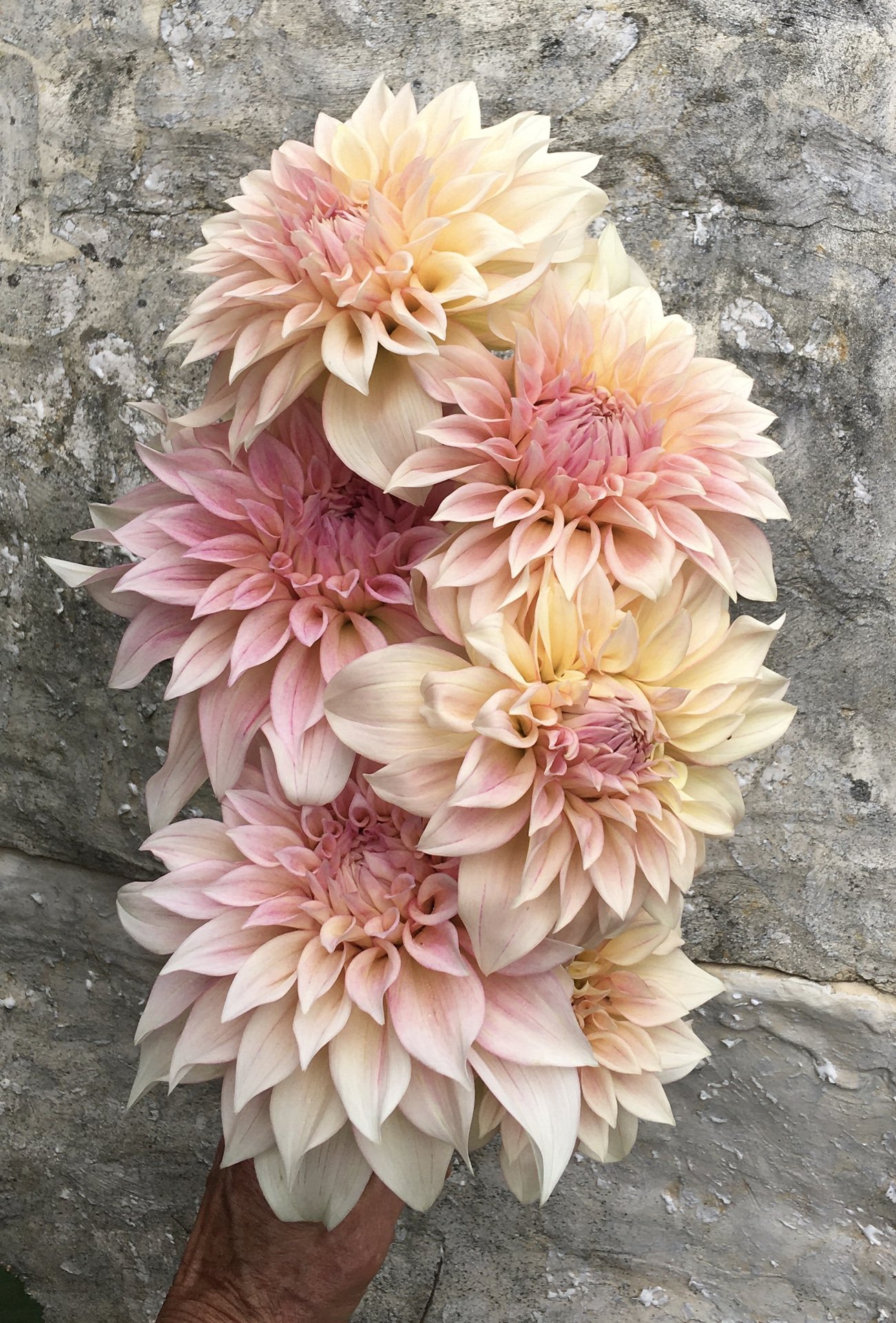 Dahlia KA's Mocha Maya