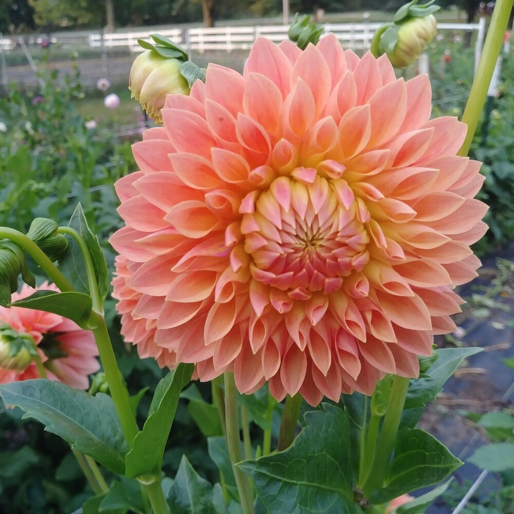 Dahlia Hamilton Lilian