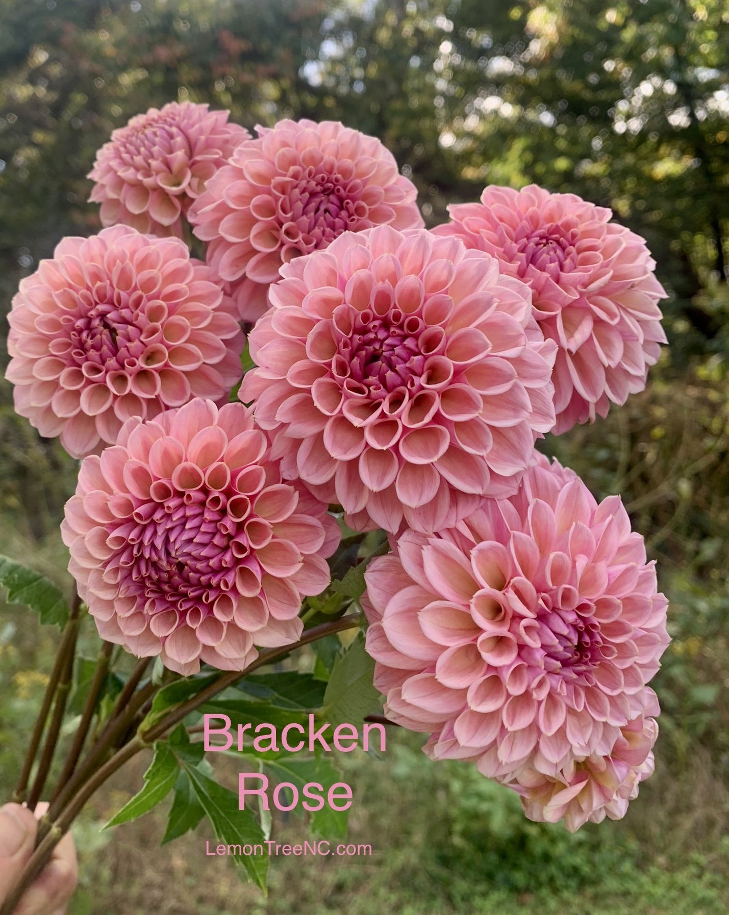 Dahlia Bracken Rose