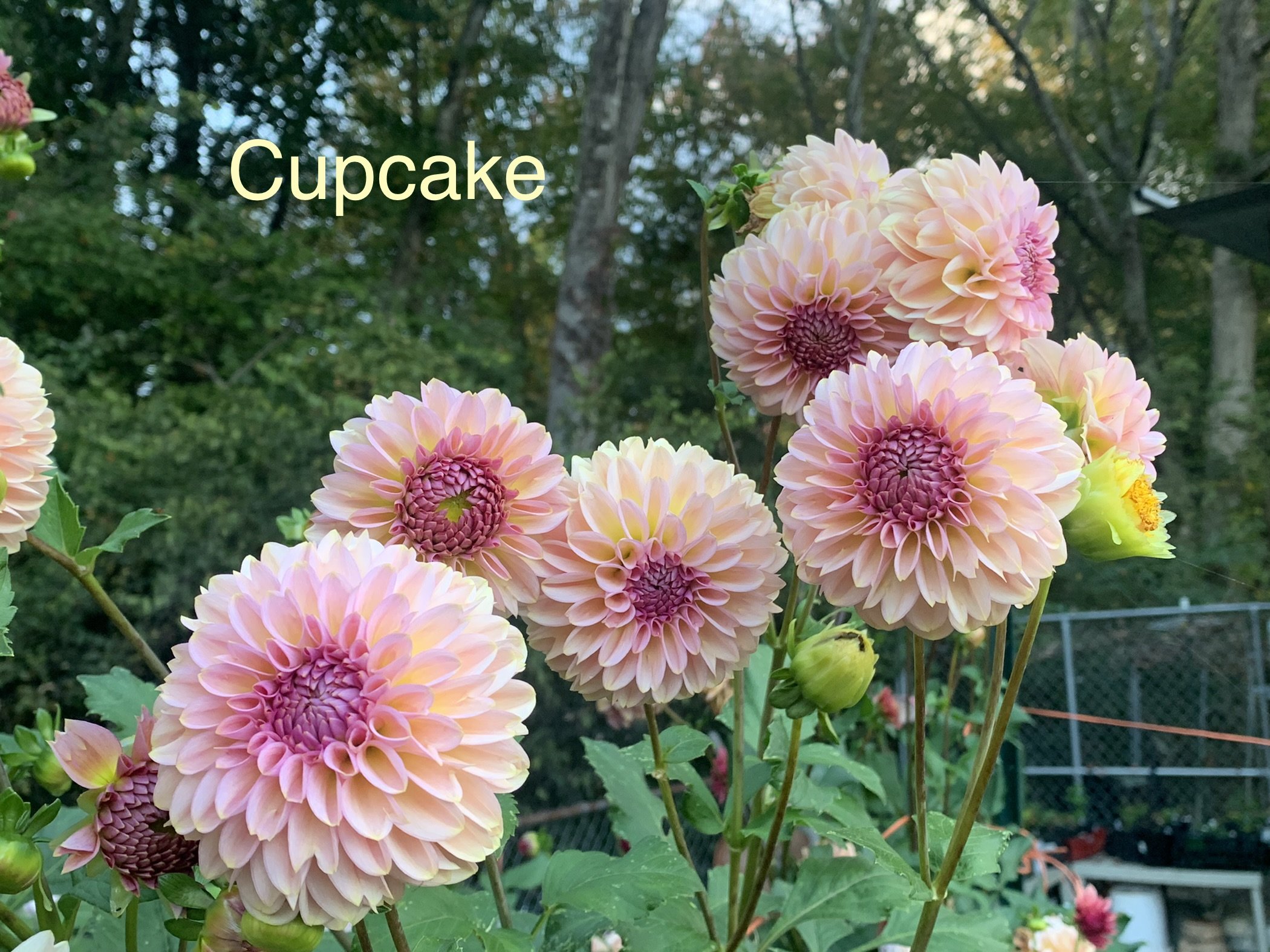 Dahlia Cupcake