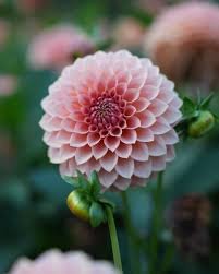Dahlia Rm Lure