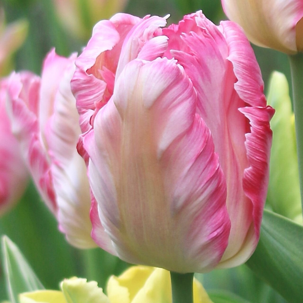 Tulip Parrot Silver