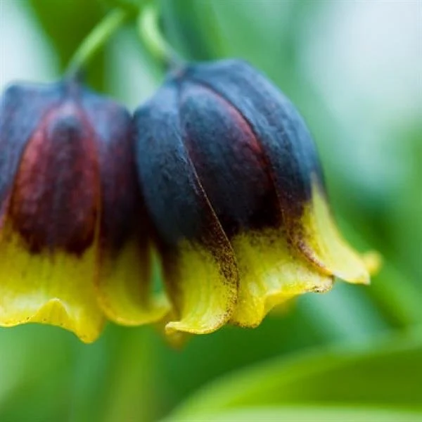 Fritillaria Michailovskyi.jpg