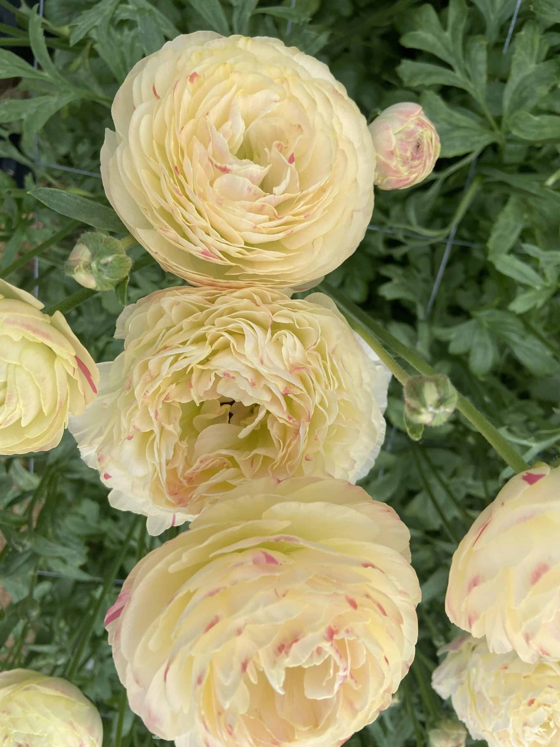 Ranunculus Romance Hydra
