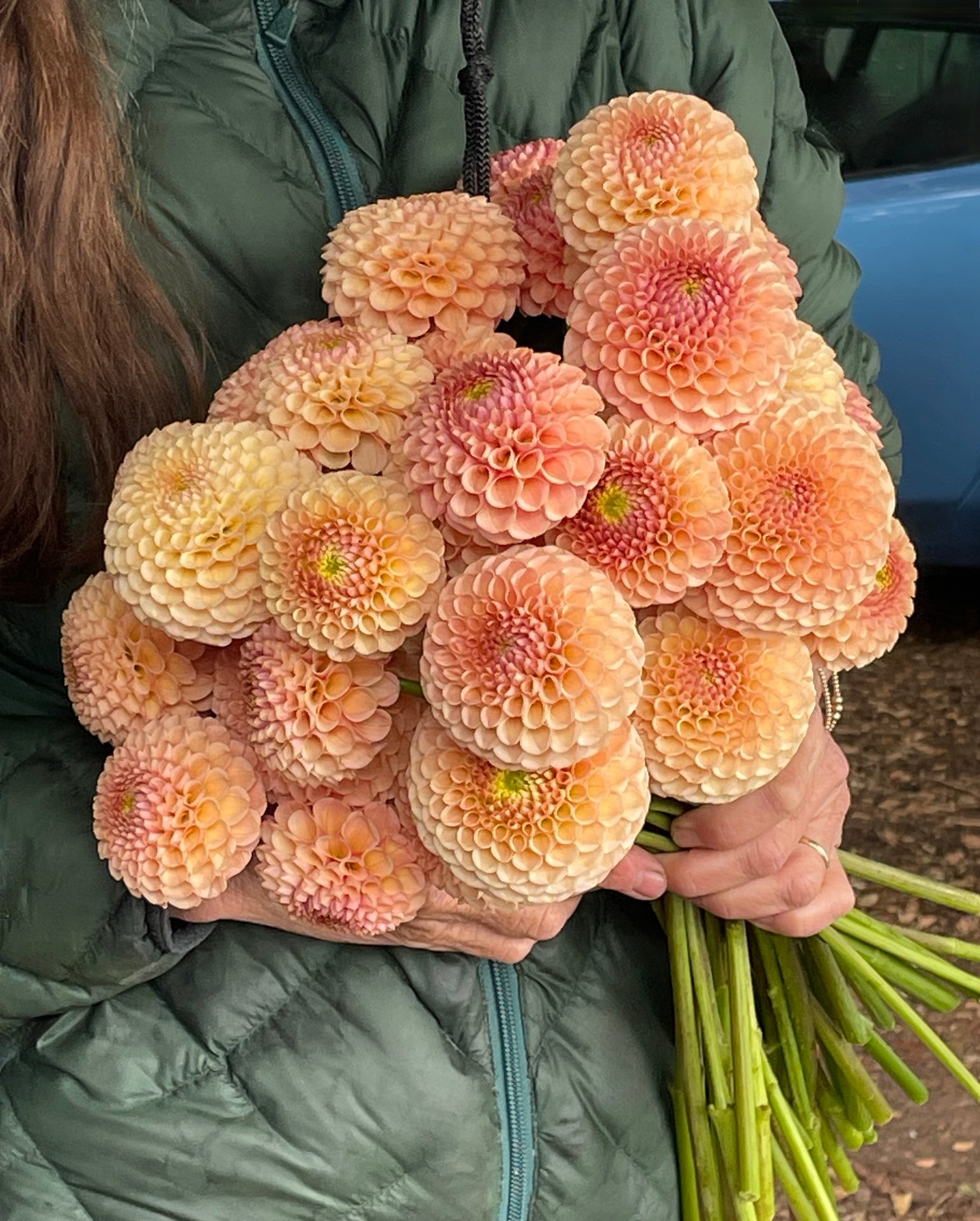 Dahlia KA's Honeycomb