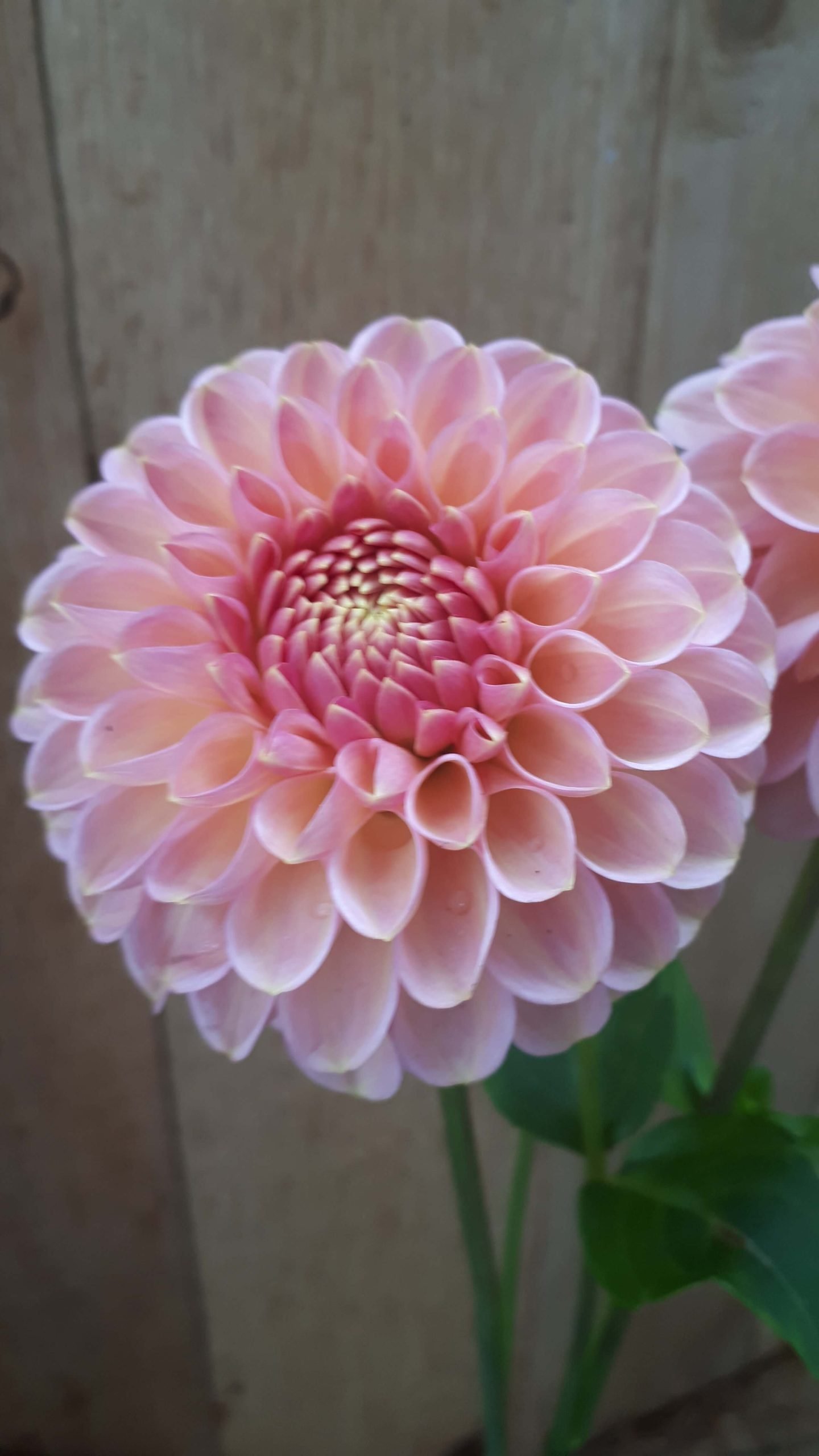 Dahlia Hamari Rose