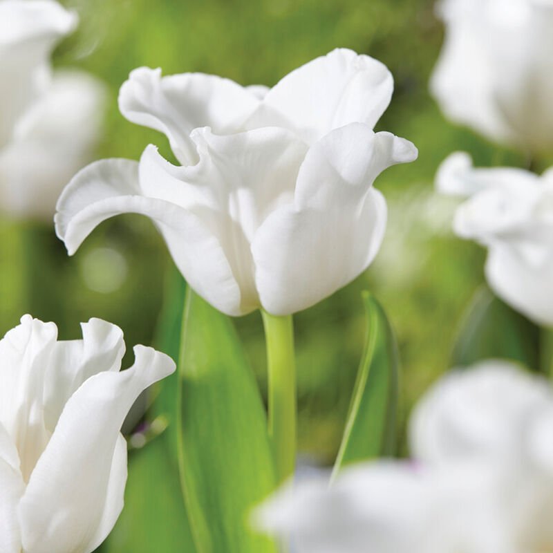 Tulip Coronet White Liberstar