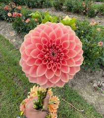 Dahlia Romance