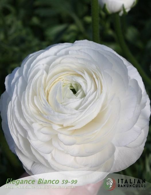 Ranunculus Elegance Bianco 200B