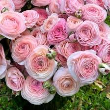 Ranunculus Romance Seine