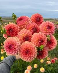 Dahlia 20th Ave Softer Peach