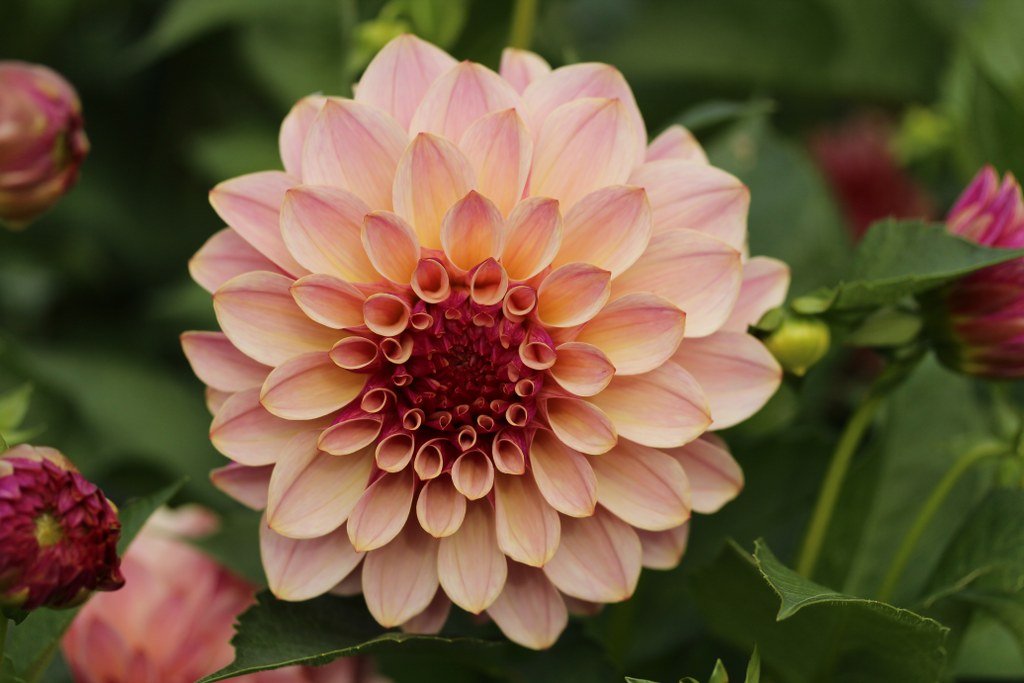 Dahlia KA's Cafe Mauve