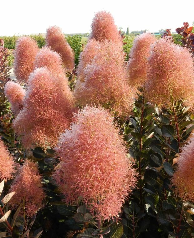 Cotinus Magical Torch
