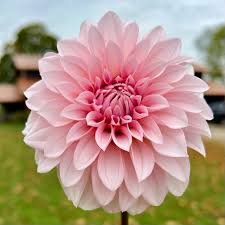 Dahlia Rm Baby Girl