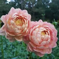 Dahlia Hollyhill Serenity