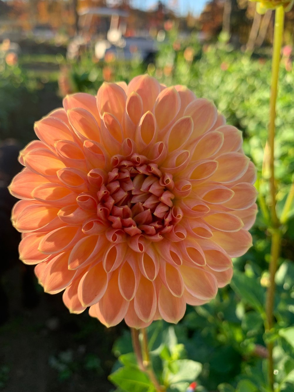 Dahlia Hapet Salmon