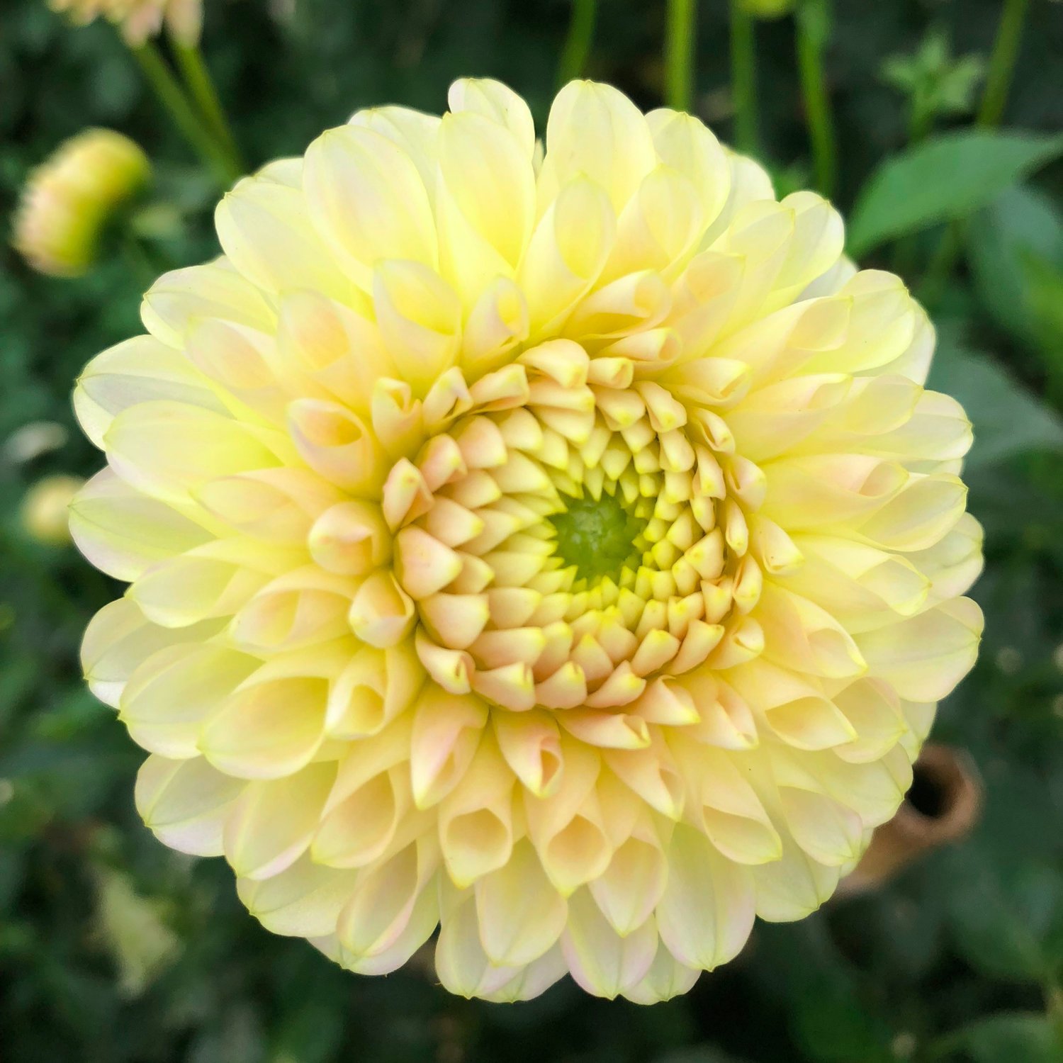 Dahlia Skipley Moonglow