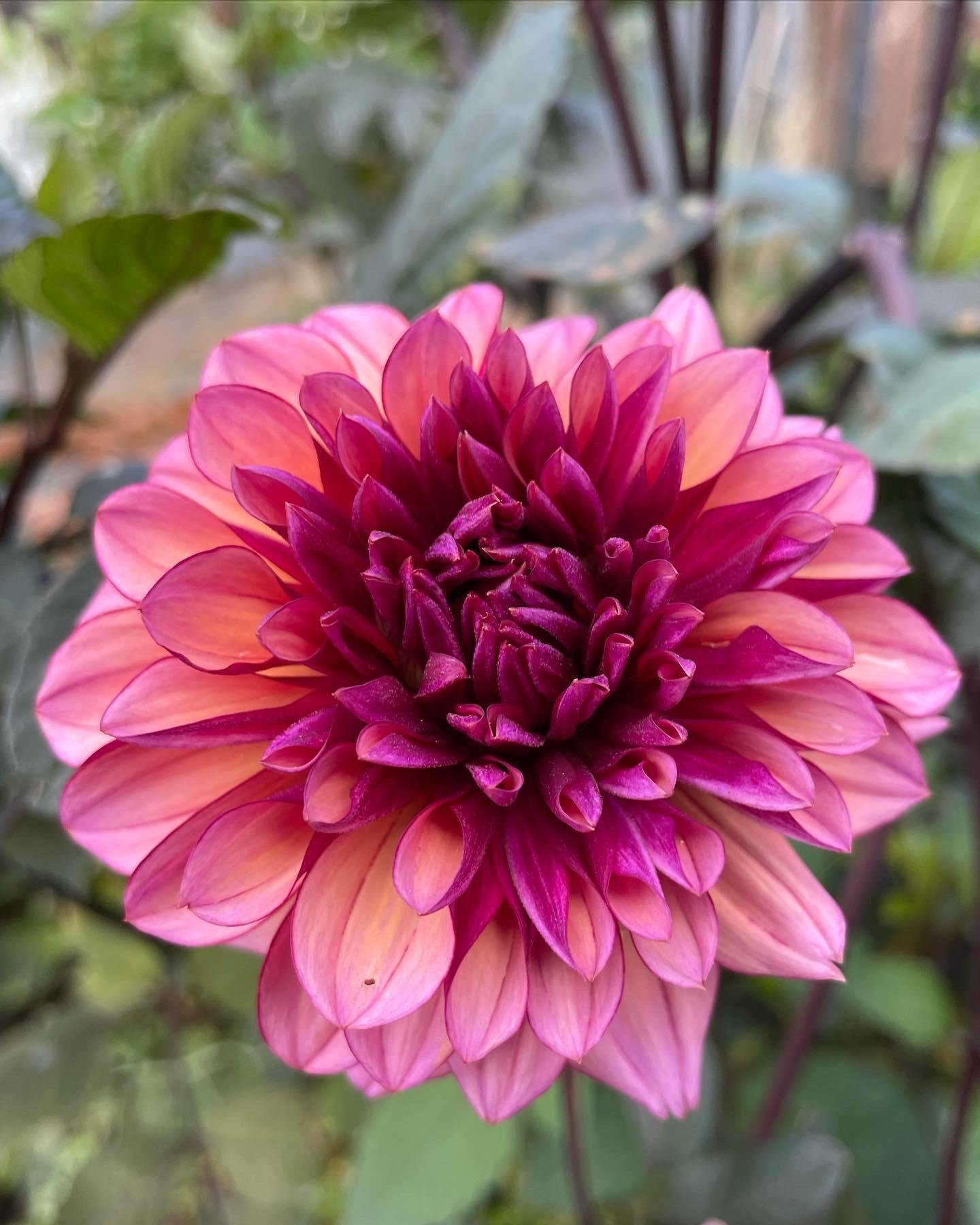 Dahlia Molly Raven