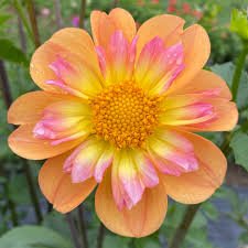 Dahlia Bloomquist Behold