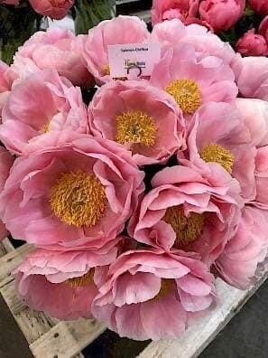 Peony Salmon Chiffon