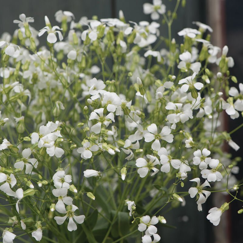 Saponaria White Beauty