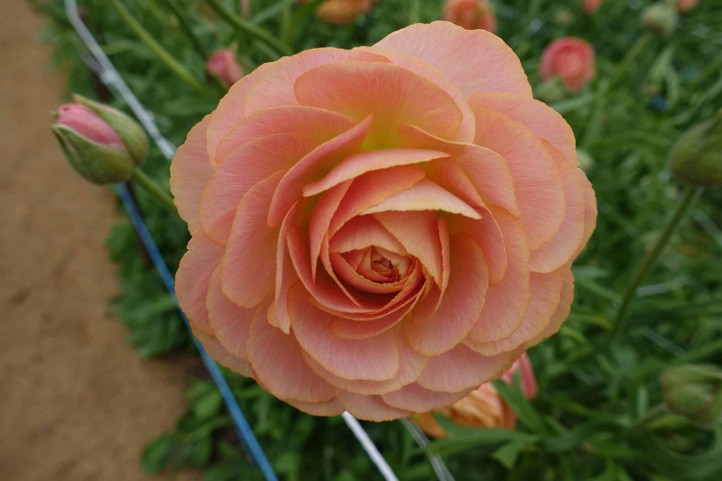 Ranunculus Romance Nohant