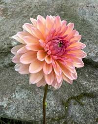 Dahlia Echo Jose