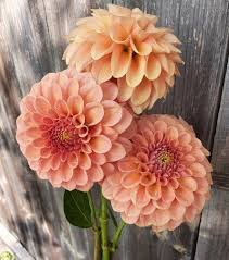 Dahlia Rock Run Ashley