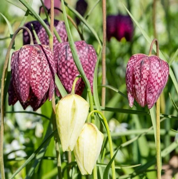 250780-MR-Fritillaria-Mixed_300x_crop_w67_h92_t6_l3@2x.jpg