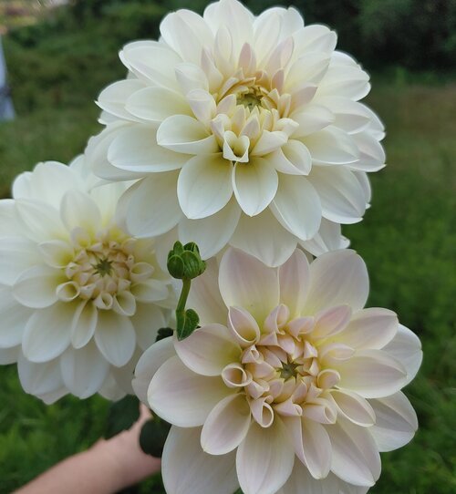 Dahlia Caramel Antique